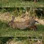 wild_rabbit_stretching.jpg