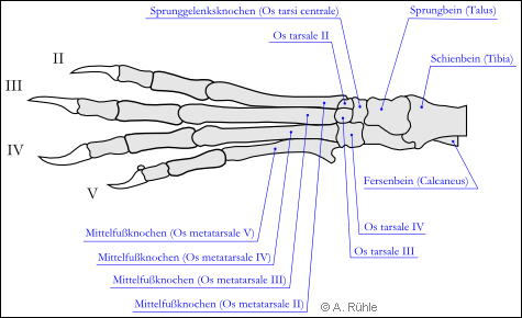 Knochen des linken Hinterfußes des Kaninchens