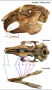 anatomie:gebiss:schaedel_kaninchen_skull_rabbit.png