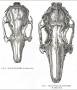 anatomie:darwin_1868_rabbit_skulls.png