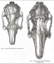 anatomie:gebiss:darwin_1868_rabbit_skulls.png