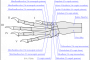 anatomie:skelett:kaninchen_vorderfuss_rabbit_forefoot.png