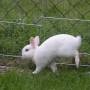 pet_rabbit_hoppeln_pict3093.jpg