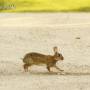 wild_rabbit_quadrupedes_schreiten_img_2965.jpg