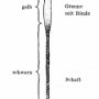 cleffmann_1953_wildfarbiges_haar.png