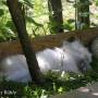 pet_rabbit_sleeping2_img_9736.jpg