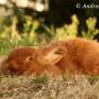 pet_rabbit_sleeping3_img_6238_3.jpg