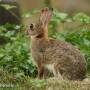 wild_rabbit_ruhesitzen2_img_9143.jpg