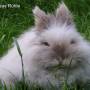 pet_rabbit_grass_seeds.jpg