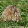 wild_rabbit_grass.jpg