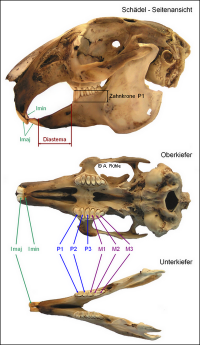 Schädel eines ausgewachsenen Kaninchens mit bleibendem Gebiss((Rühle, A. (2017): Das Kaninchen - Nahrung und Gesundheit. Norderstedt: BoD. ISBN 978-3743117990))