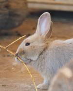 kh_2025_luxkaninchen_jungtier.jpg kh_2025_luxkaninchen_jungtier.jpg