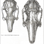 darwin_1868_rabbit_skulls.png