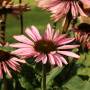 sonnenhut_echinacea_003.jpg