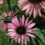 sonnenhut_echinacea_001.jpg
