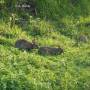 wild_rabbit_sniffing_beschnuppern1.jpg