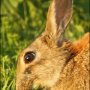 wildkaninchen_abbeissen_wild_rabbit_bite.png