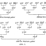 ostertag_1930_syringomyelie_stammbaeume.png